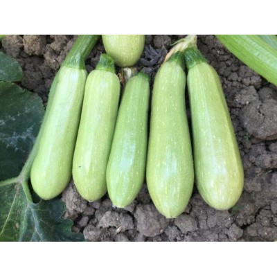 Семена кабачка EZ 38 F1 (1000 семян), Libra Seeds (Erste Zaden)